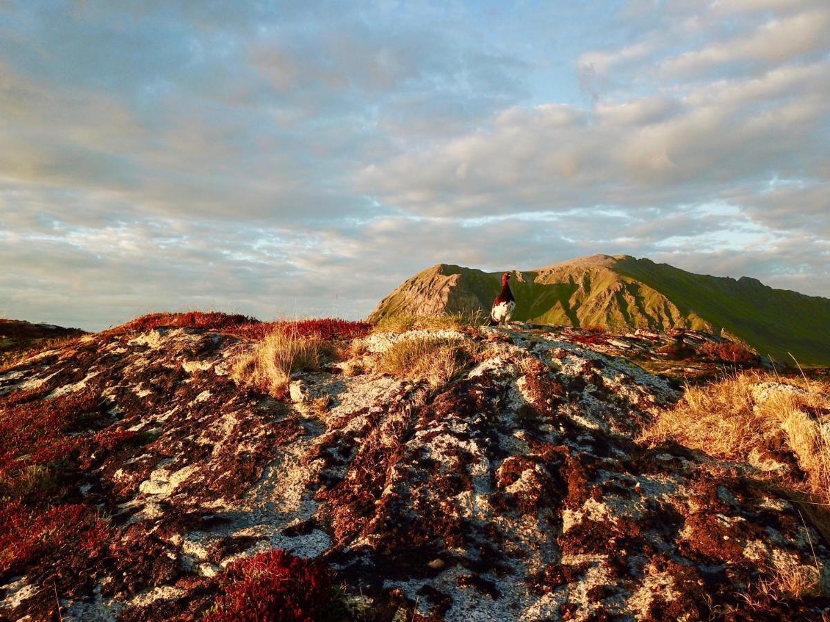 Salmon Lodge Lofoten Лекнес Екстер'єр фото